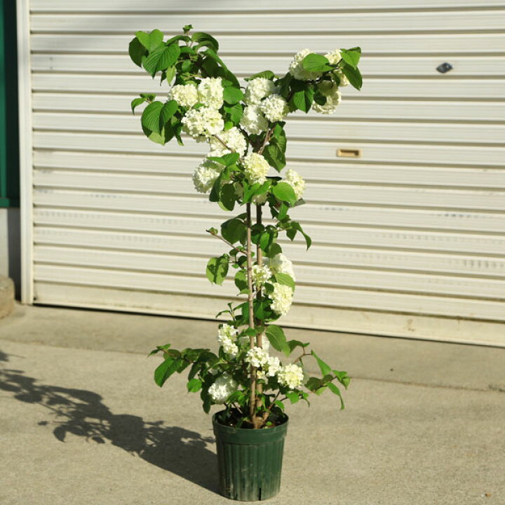 庭木：オオデマリ（大手毬）おおでまり 株立ち 6寸ポット* 今季のお花終了いたしました。 遊恵盆栽 