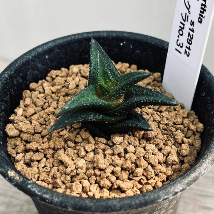 楽天市場】多肉植物：ハオルチア ニグラ No.31*幅3.5cm : 遊恵盆栽 