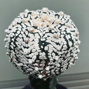 T{eFAXgtBc  cM*9cm@iIi@