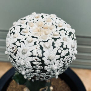 T{eFAXgtBc  cM*7.5cm@iIi@