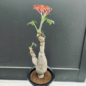 コーデックス：ヤトロファ 珊瑚油桐（サンゴアブラギリ）*幹幅9cm