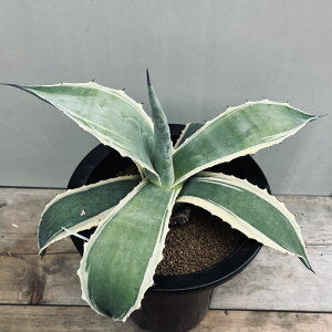 AFAKx@\uAс@*19cm@iIi