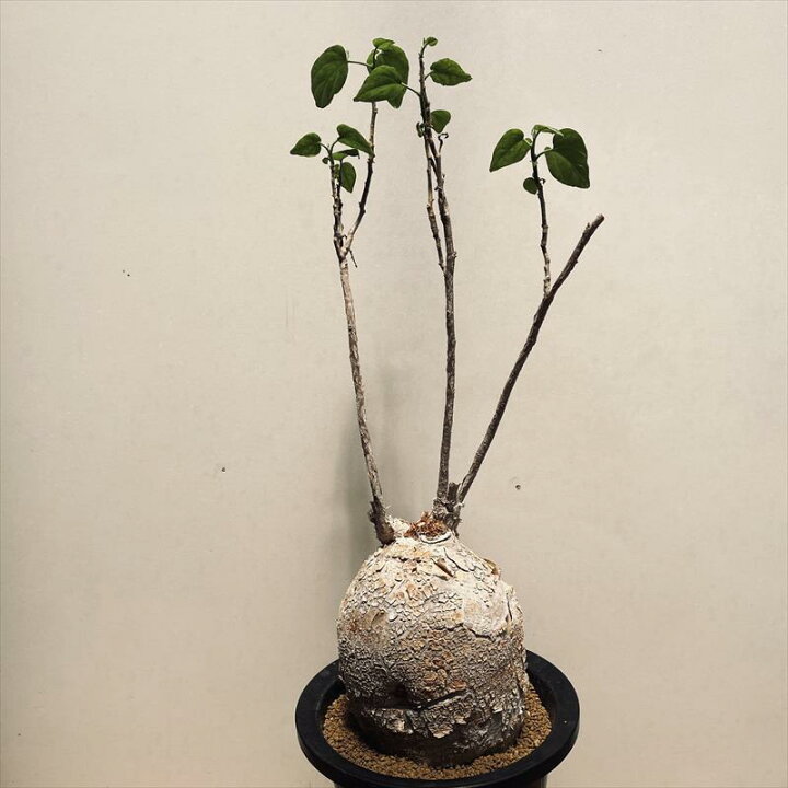楽天市場】コーデックス：ピレナカンサ マルビフォリア*塊根幅12cm 