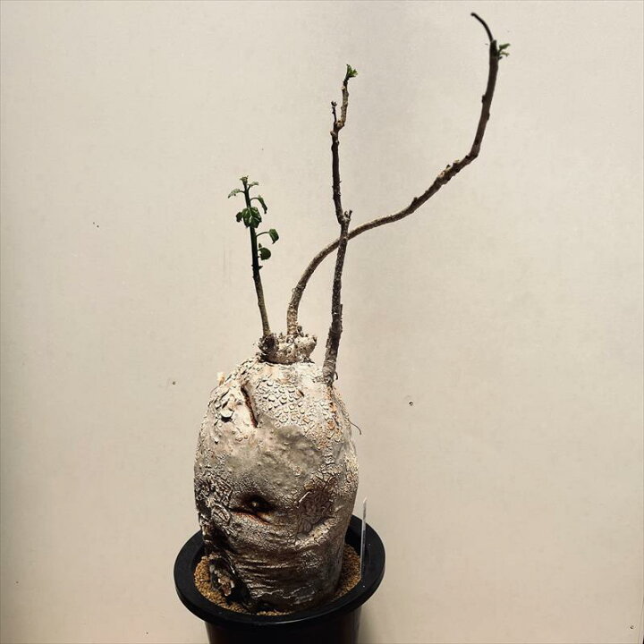 楽天市場】コーデックス：ピレナカンサ マルビフォリア*塊根幅14cm 