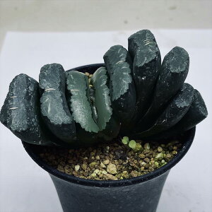 AFnI`A ^ʐ N-5*10cm@iIi