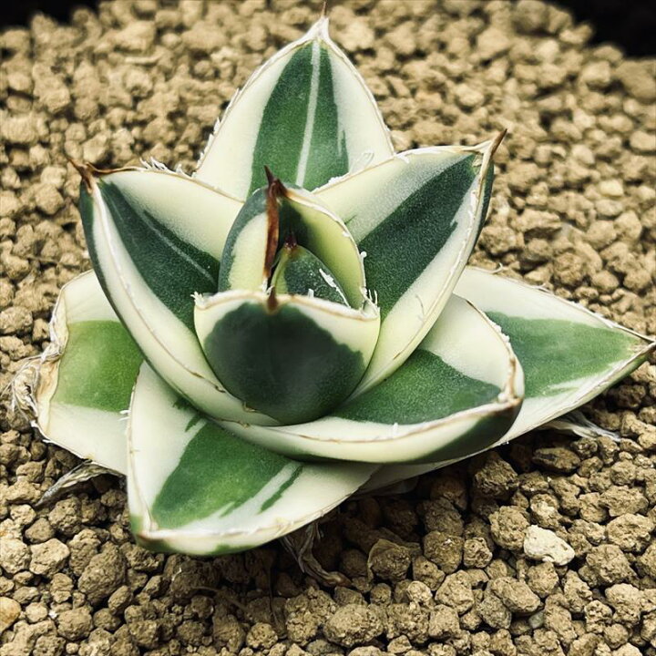 楽天市場】多肉植物：アガベ ピンキー*幅5cm 現品！一品限り : 遊恵 