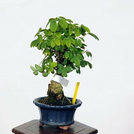 盆栽：木通　あけび*　現品　アケビ　akebi bonsai 小品盆栽