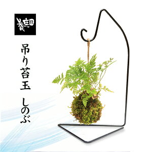 【お中元 夏ギフト】苔玉盆栽 :しのぶ*(吊りスタンド付き)吊り苔玉シノブ夏涼ハンキング和モダンプレゼントギフトにもbonsai