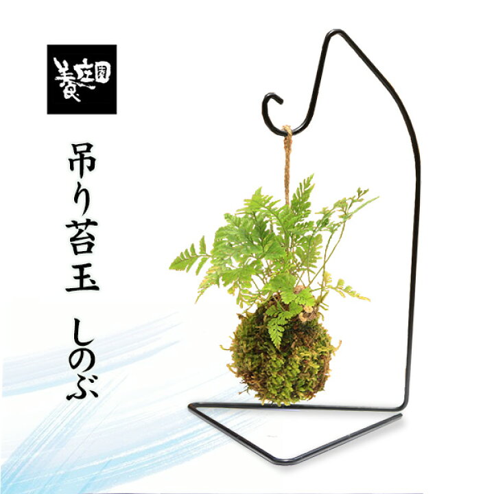 ケヤキ （寄せ植え) 撮影日2023,10,26日 （楽天市場】【父の日ギフト 