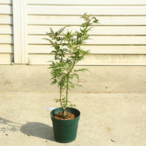 ؁EA؁@ ؕcFt̗~Wi܂悤̂Ƃ݂j*}EmTg@݂@gt@΃|bg