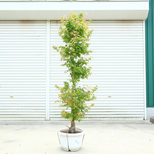 I؁F݂iтق݂j@̂܂ܒu|bg@}֔@iI