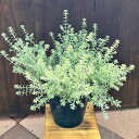 苗　観葉植物：ウエストリンギア　スモーキーホワイト*7号