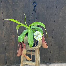 観葉植物　食虫植物：ウツボカズラ　ネペンテス　アラータ　吊り鉢*5号　ネペンシス