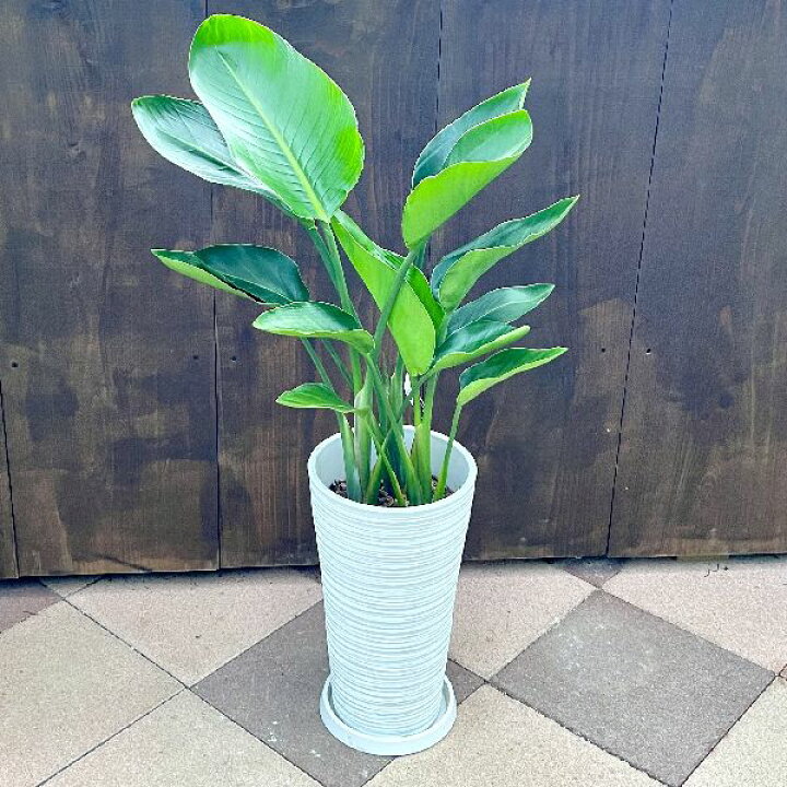 楽天市場】おしゃれ 観葉植物：ストレリチア オーガスタ 鉢植え 受皿付 