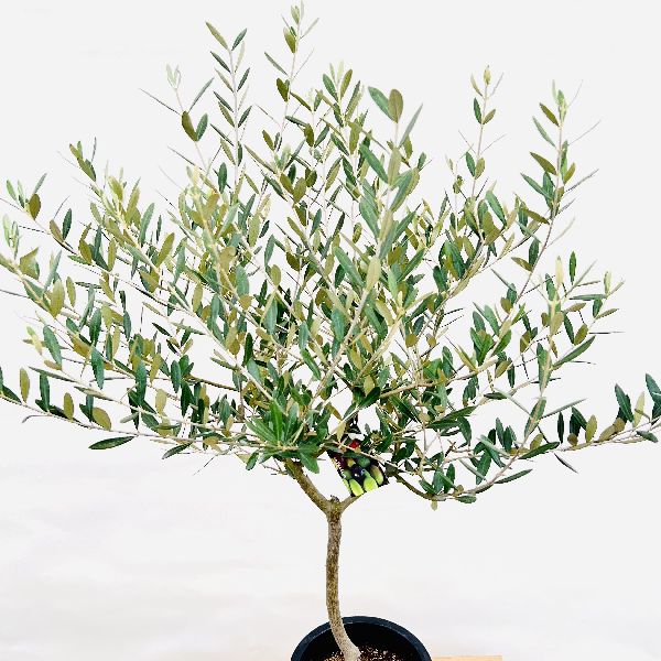 楽天市場】おしゃれ 観葉植物 選べる：オリーブの木 ミッション 7号
