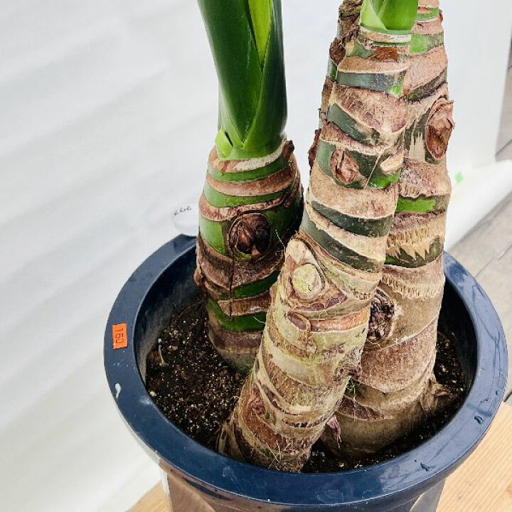 楽天市場】おしゃれ 観葉植物：クワズイモ3本寄せ*プラポット 大型 