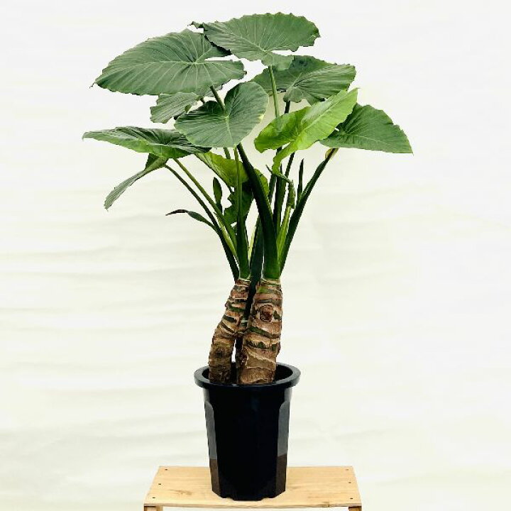 楽天市場】おしゃれ 観葉植物：クワズイモ3本寄せ*プラポット 大型 