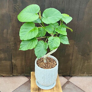 おしゃれ 観葉植物:フィカス ウンベラータ 曲 鉢植え*受皿付 バーク 大型ヤマト便