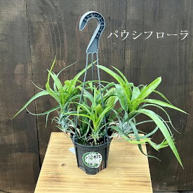 おしゃれ 着生植物 観葉植物 選べる：ネオレゲリア*4号 吊り鉢 パウシフローラ SP ディアブロネグロ アトランティス