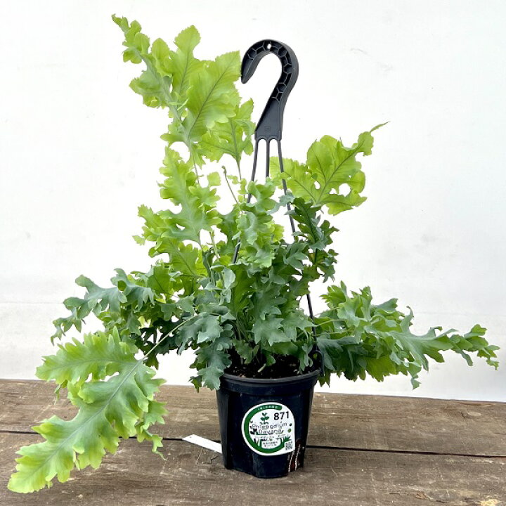 楽天市場】おしゃれ 観葉植物：フレボディウム ダバナ*4号 吊り鉢 