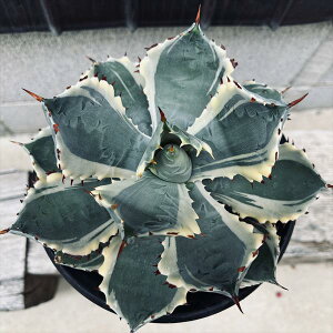 �����A���F�A�K�x�@�b�I�сi�J�u�g�K�j�j�V�L�j*��17cm�@���i�I��i����