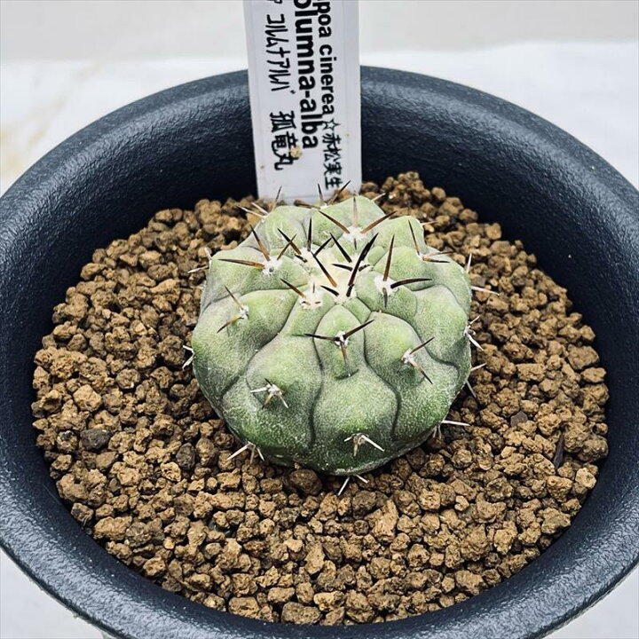 楽天市場】サボテン：コピアポア コルムナアルバ 孤竜丸（こりゅうまる  