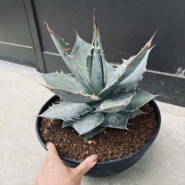 楽天市場】多肉植物：アガベ チタノタ ホワイトアイス*幅32cm 現品 