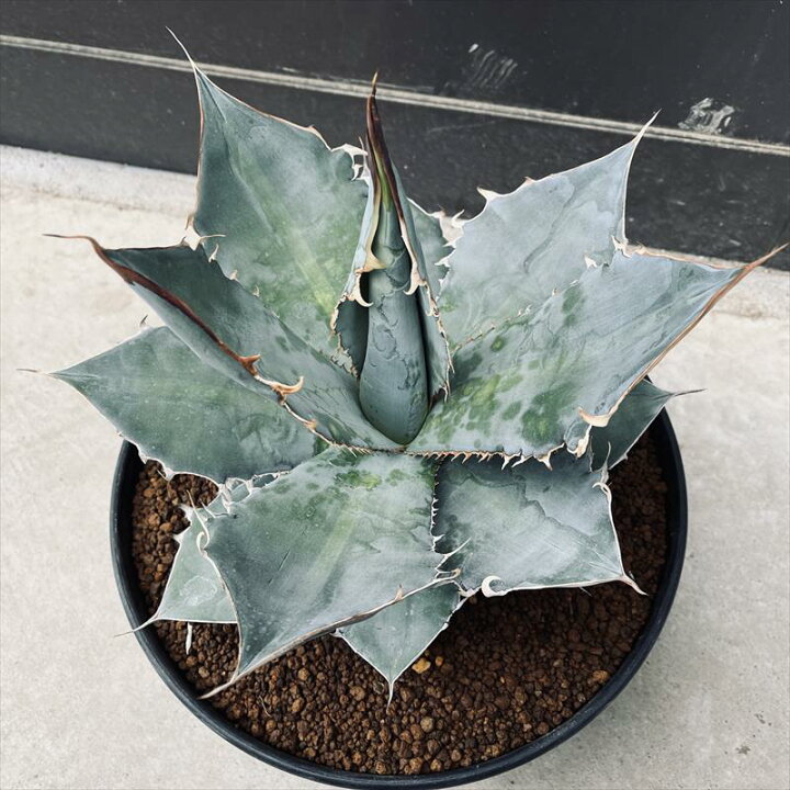 楽天市場】多肉植物：アガベ チタノタ ホワイトアイス*幅32cm 現品  