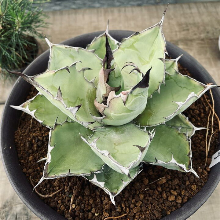 楽天市場】多肉植物：アガベ チタノータ ブラックアンドブルー 実生*幅  