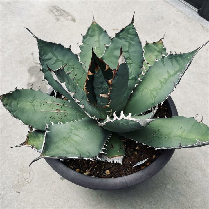 楽天市場】☆特価☆多肉植物：アガベ チタノタ*幅45cm 現品！一品  