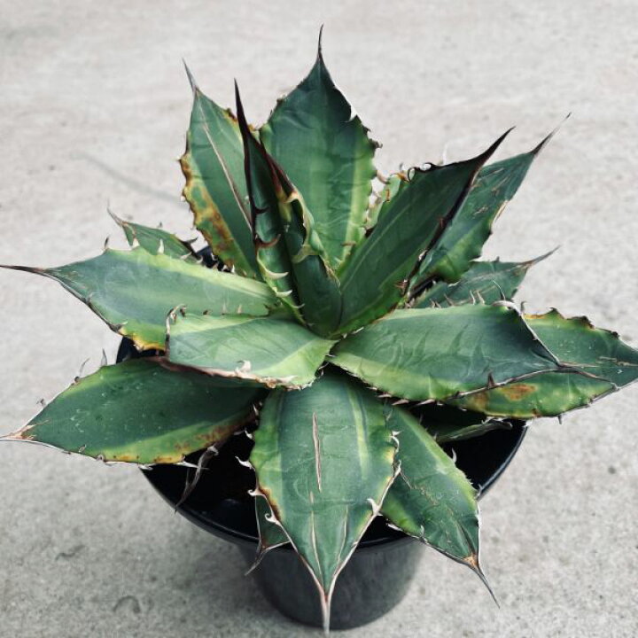 楽天市場】多肉植物：アガベ チタノタ錦 黄覆輪*幅26cm 現品！一品 