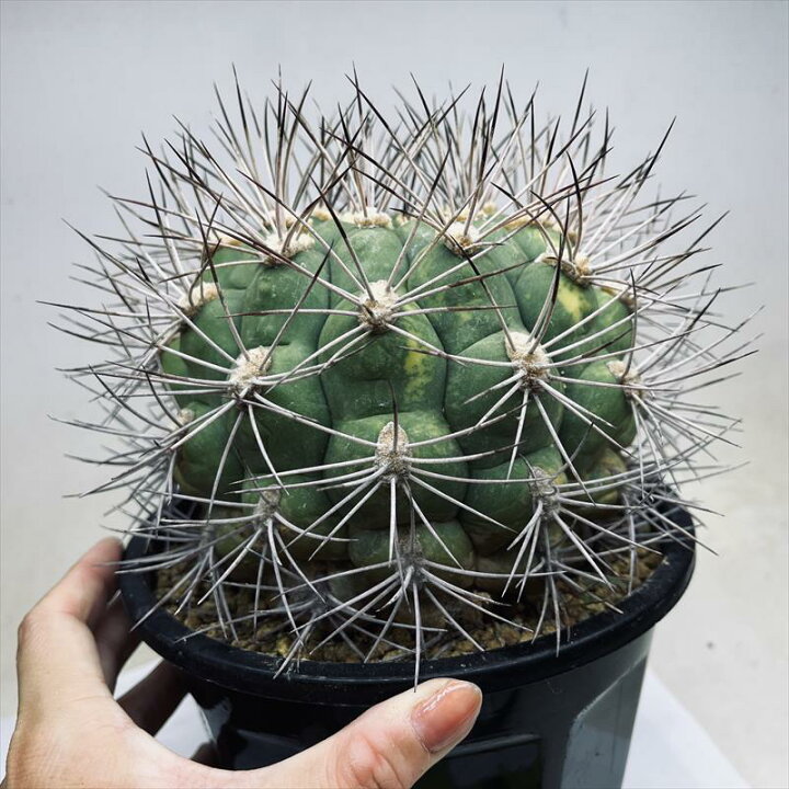 楽天市場】サボテン：ギムノカリキウム 新天地錦*幅15cm 現品！一品 