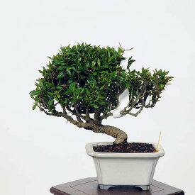 盆栽：縮緬かずら　現品* チリメンカズラ ちりめん　Chirimen bonsai 小品盆栽