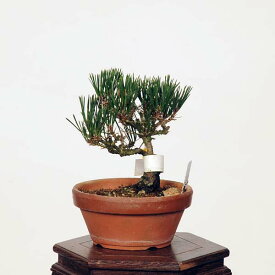 盆栽：寿松　現品*　ことぶき　コトブキ　kotobukimatsu bonsai 小品盆栽