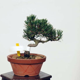 盆栽：寿松　現品*　ことぶき　コトブキ　kotobukimatsu bonsai 小品盆栽