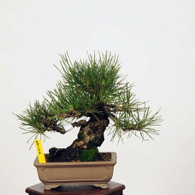 盆栽：特選三河黒松*現品 くろまつ　クロマツ　Kuromatsu bonsai 小品盆栽