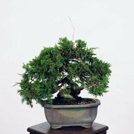 盆栽：特選糸魚川真柏 現品* しんぱく　シンパク　Shinpaku bonsai 小品盆栽