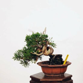 盆栽：特選糸魚川真柏 現品* しんぱく　シンパク　Shinpaku bonsai 小品盆栽