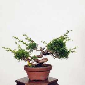 盆栽：糸魚川真柏 現品* しんぱく　シンパク　Shinpaku bonsai 小品盆栽