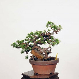 盆栽：糸魚川真柏 現品* しんぱく　シンパク　Shinpaku bonsai 小品盆栽