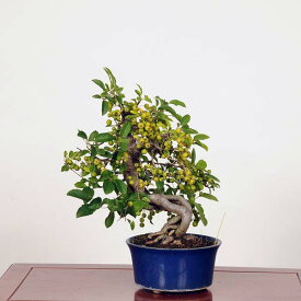 盆栽：深山海棠 (みやまかいどう)*現品 ミヤマカイドウ Kaidou bonsai 中品盆栽