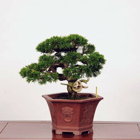 盆栽：特選糸魚川真柏 現品* しんぱく　シンパク　Shinpaku bonsai 中品盆栽