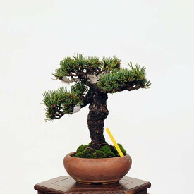 盆栽：五葉松*現品 ごようまつ　ゴヨウマツ　Goyoumatsu bonsai 小品盆栽