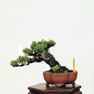 盆栽：特選五葉松*　現品 ごようまつ　ゴヨウマツ　Goyoumatsu bonsai 小品盆栽