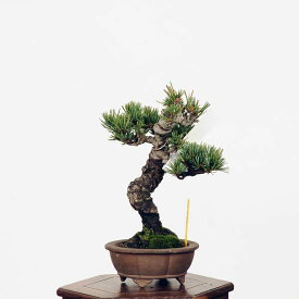 盆栽：五葉松*現品 ごようまつ　ゴヨウマツ　Goyoumatsu bonsai 小品盆栽