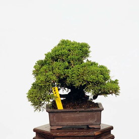 盆栽：特選糸魚川真柏 現品* しんぱく　シンパク　Shinpaku bonsai 小品盆栽