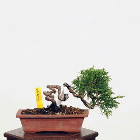 盆栽：糸魚川真柏 現品* しんぱく　シンパク Sabina chinesis　Shinpaku bonsai 小品盆栽