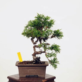 盆栽：糸魚川真柏 現品* しんぱく　シンパク Sabina chinesis　Shinpaku bonsai 小品盆栽