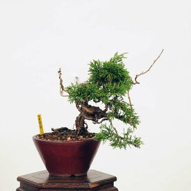 盆栽：糸魚川真柏 現品* しんぱく　シンパク Sabina chinesis　Shinpaku bonsai 小品盆栽
