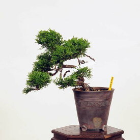 盆栽：糸魚川真柏 現品* しんぱく　シンパク Sabina chinesis　Shinpaku bonsai 小品盆栽